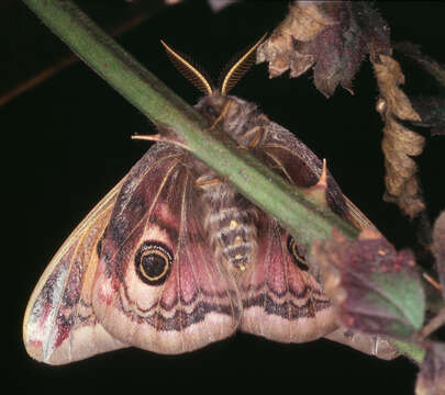 Image de Saturnia subgen. Eudia Jordan 1911