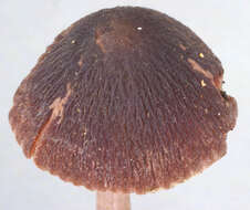 Image of Psathyrella bipellis (Quél.) A. H. Sm. 1946