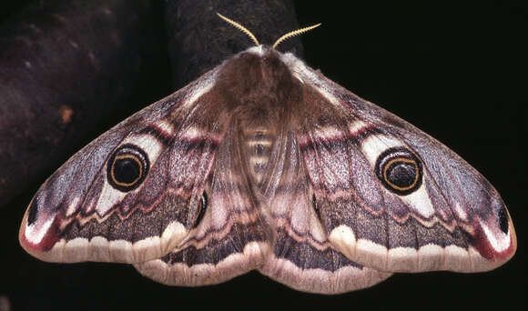 Image of Saturnia subgen. Eudia Jordan 1911