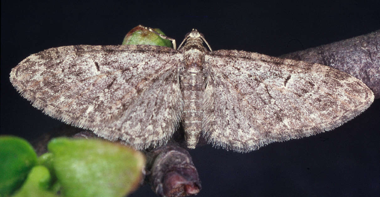 Imagem de Eupithecia dodoneata Guenée 1858