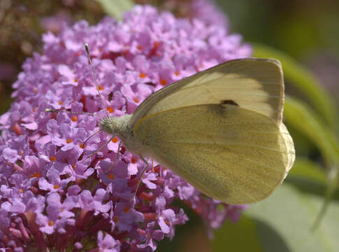 Image of cabbage butterfly