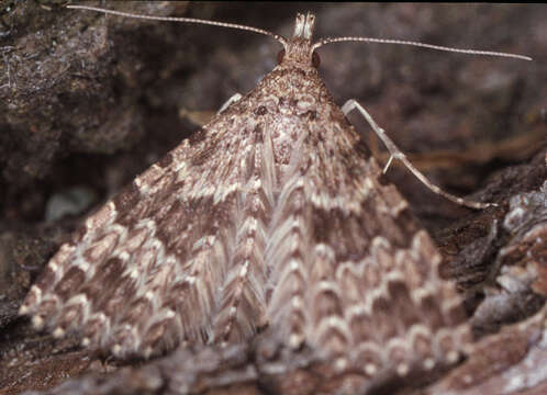 Image of twenty-plume moth