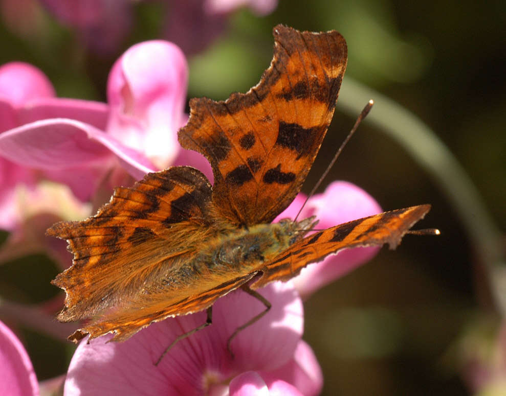 Image of Comma