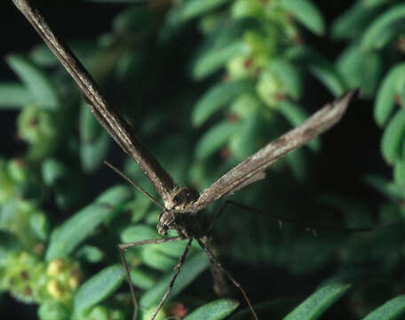 Image of Agdistis bennetii (Curtis 1833)