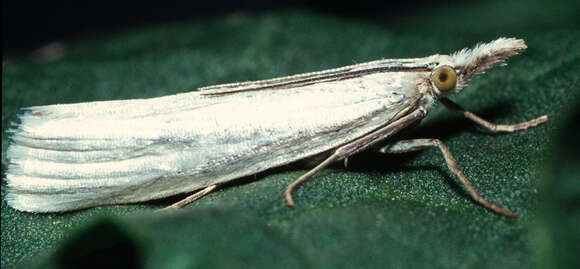 Image of Crambus perlella