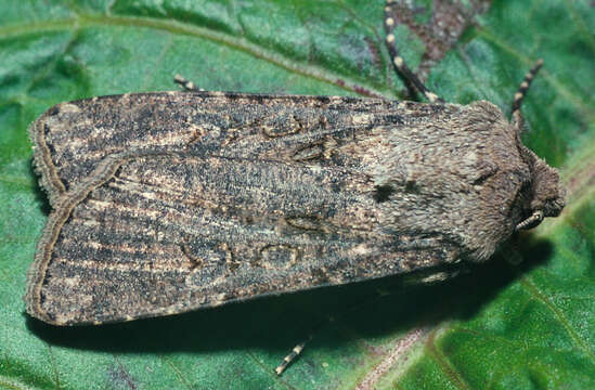 Image of pearly underwing