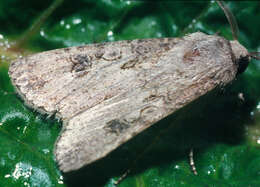 Image of turnip moth