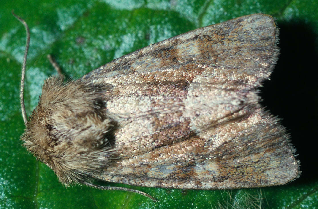 Слика од Oligia fasciuncula Haworth 1809