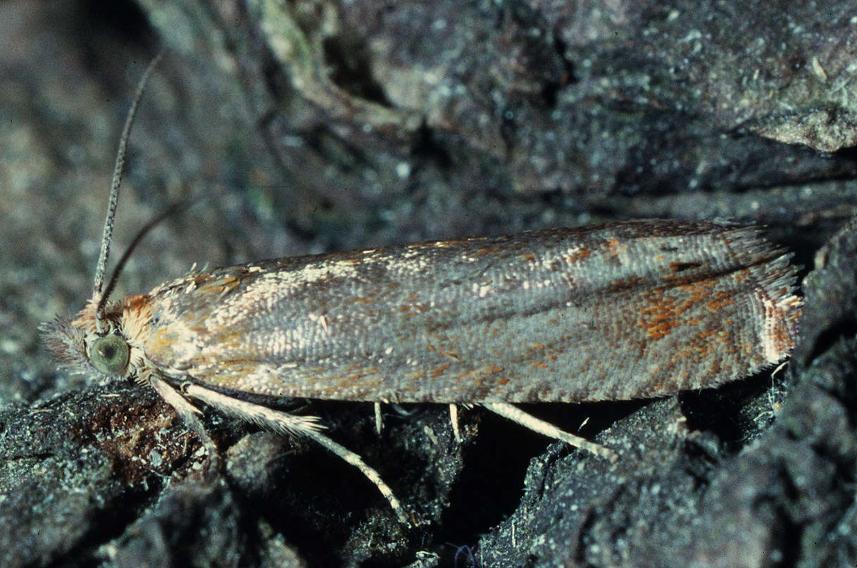 Image of Lathronympha strigana Fabricius 1775