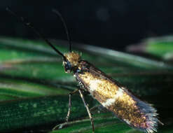 Image of Zeugloptera