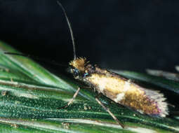Image of Zeugloptera