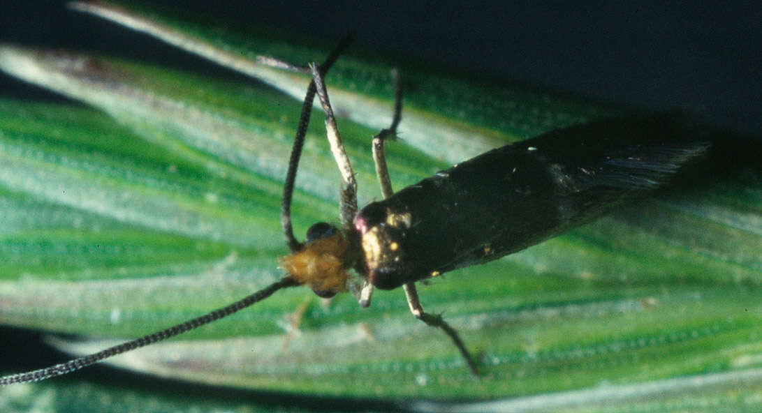 Image of Zeugloptera