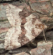 Image of spruce carpet