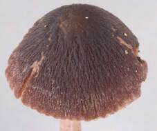 Image of Psathyrella bipellis (Quél.) A. H. Sm. 1946