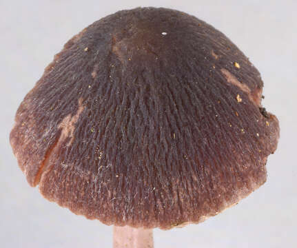 Image of Psathyrella bipellis (Quél.) A. H. Sm. 1946