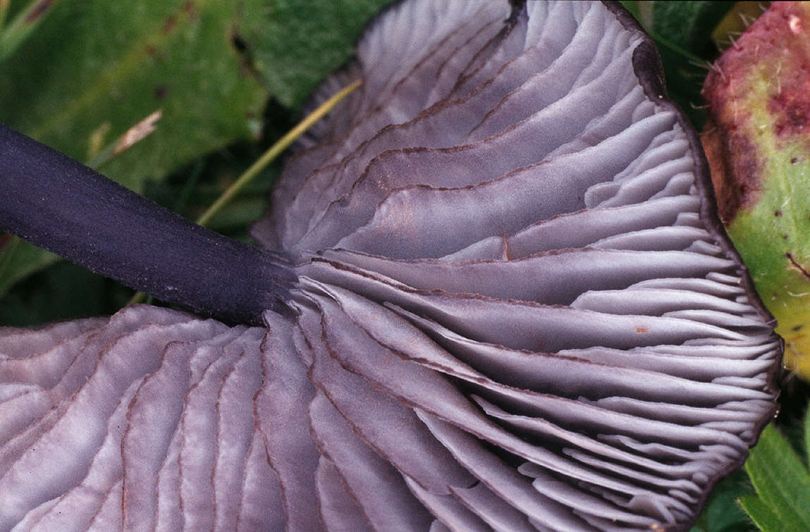 Image of Entoloma serrulatum (Fr.) Hesler 1967