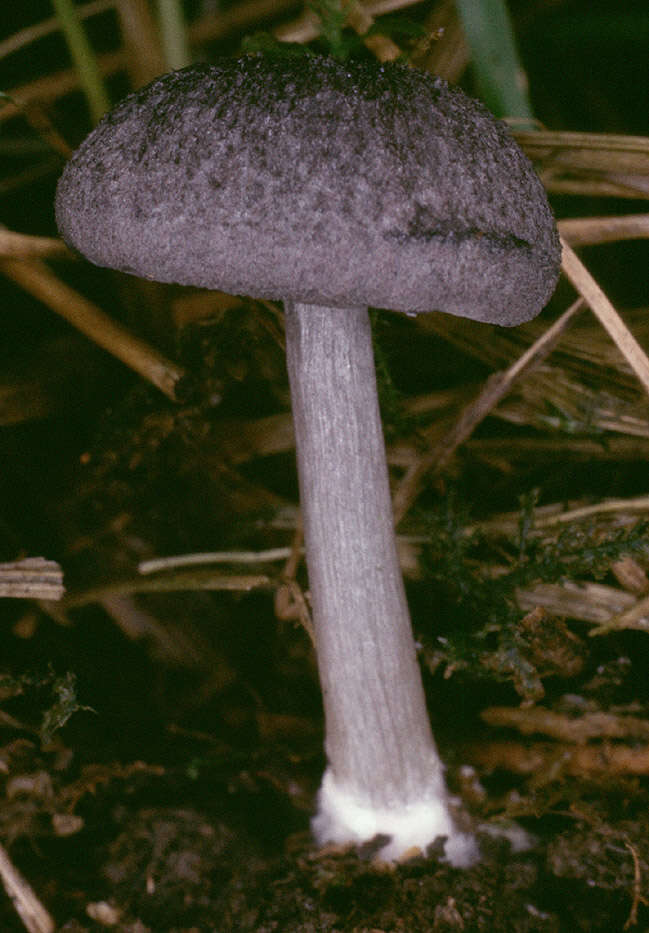 Image of Entoloma mougeotii (Fr.) Hesler 1967