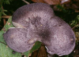 Image of Entoloma mougeotii (Fr.) Hesler 1967