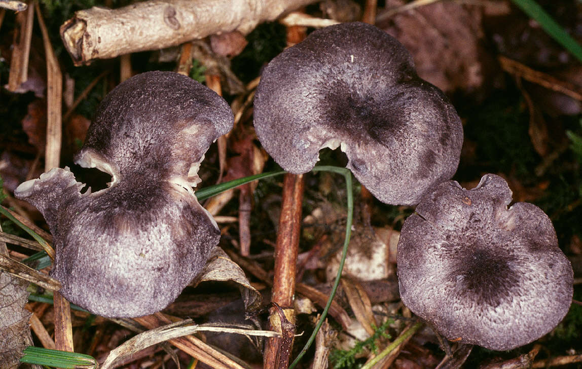 Image of Entoloma mougeotii (Fr.) Hesler 1967