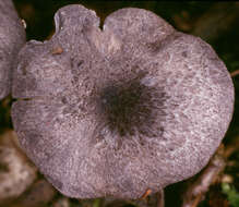 Image of Entoloma mougeotii (Fr.) Hesler 1967