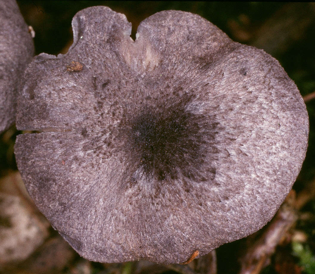 Image of Entoloma mougeotii (Fr.) Hesler 1967