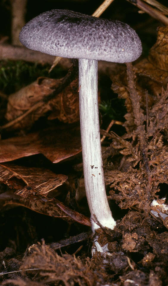 Image of Entoloma mougeotii (Fr.) Hesler 1967