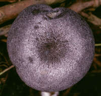 Image of Entoloma mougeotii (Fr.) Hesler 1967