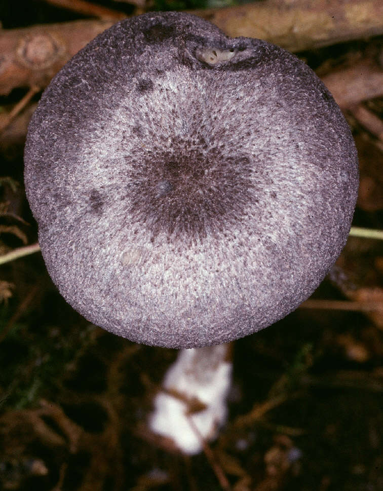 Image of Entoloma mougeotii (Fr.) Hesler 1967