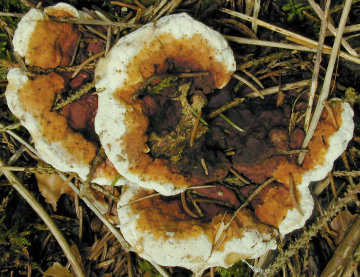 Image de Polypore du pin