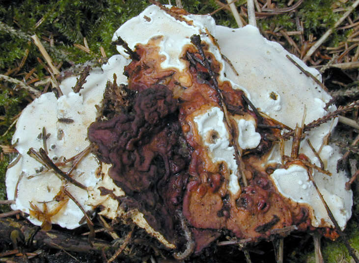 Image de Polypore du pin