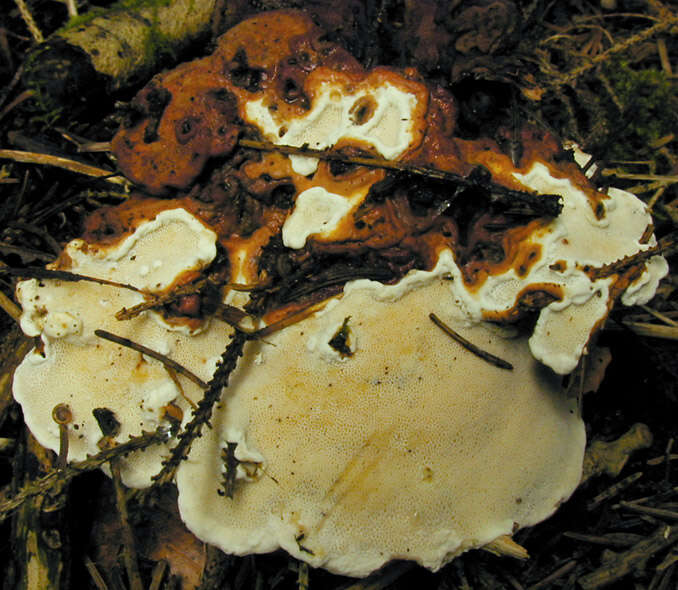 Image de Polypore du pin