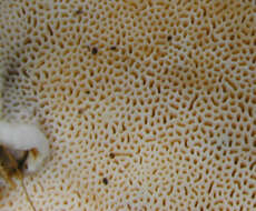 Image de Polypore du pin