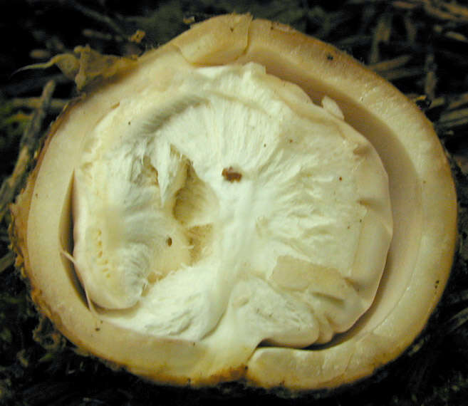 Image of Fringed Earthstar