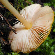 Image of Pluteus leoninus (Schaeff.) P. Kumm. 1871