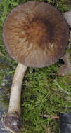 Pluteus umbrosus (Pers.) P. Kumm. 1871 resmi