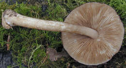 Pluteus umbrosus (Pers.) P. Kumm. 1871 resmi