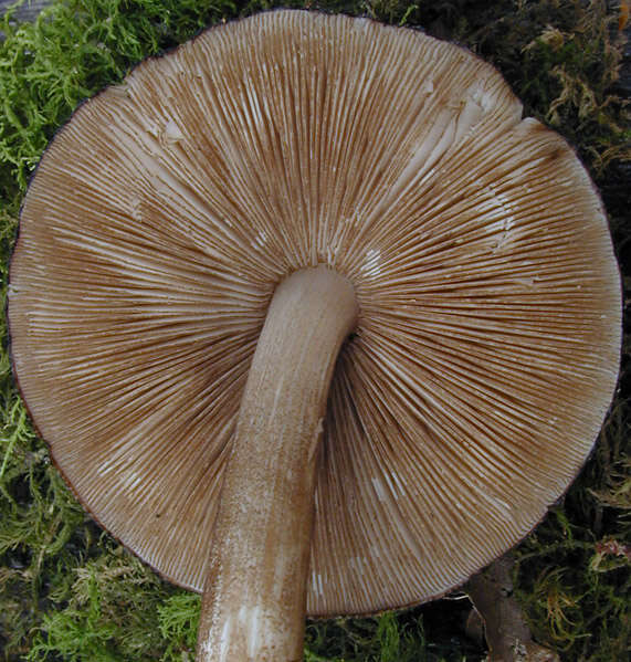 Pluteus umbrosus (Pers.) P. Kumm. 1871 resmi