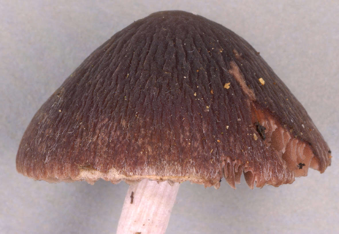 Image of Psathyrella bipellis (Quél.) A. H. Sm. 1946