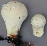 Image of Lycoperdon mammiforme Pers. 1801