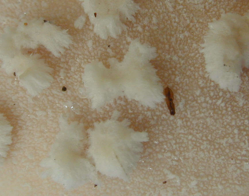 Image of Lycoperdon mammiforme Pers. 1801