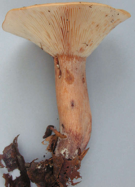 Sivun Lactarius rubrocinctus Fr. 1863 kuva