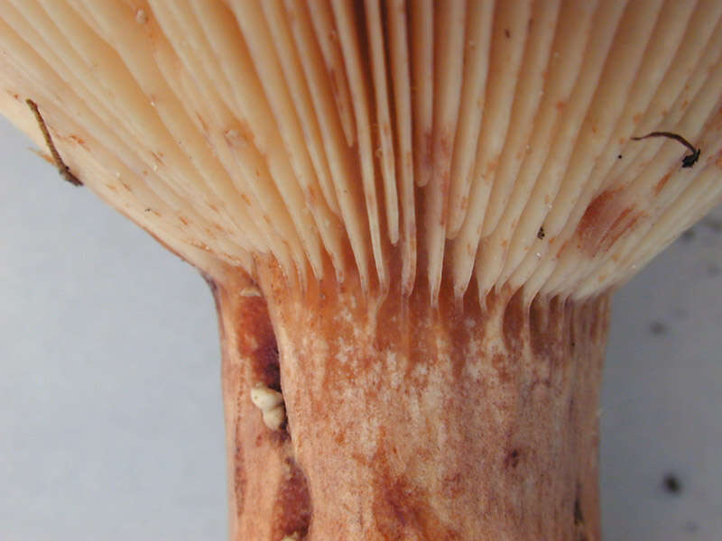 Image of Lactarius rubrocinctus Fr. 1863