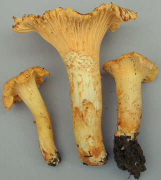 Image of Cantharellus amethysteus (Quél.) Sacc. 1887