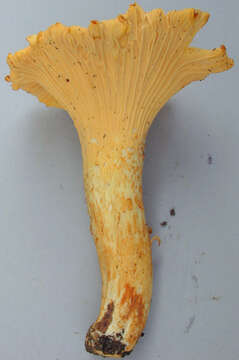 Image of Cantharellus amethysteus (Quél.) Sacc. 1887