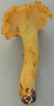 Слика од Cantharellus amethysteus (Quél.) Sacc. 1887