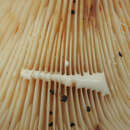 Image of Lactarius fluens Boud. 1899