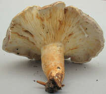 صورة Lactarius fluens Boud. 1899