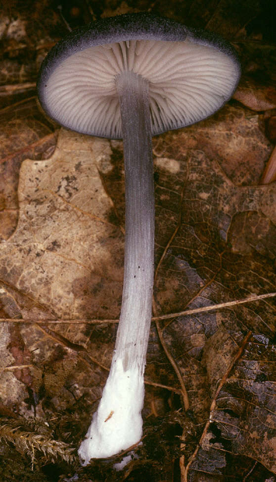 Image of Entoloma mougeotii (Fr.) Hesler 1967