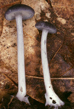 Image of Entoloma mougeotii (Fr.) Hesler 1967