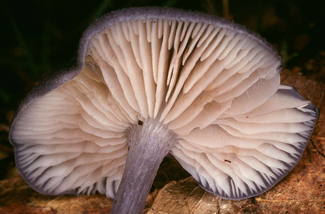 Image of Entoloma mougeotii (Fr.) Hesler 1967